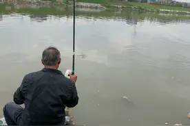 广西右江，这些“肥硕大鱼”在岸边游荡，却无人去捞图片