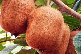 猕猴爱吃的桃—猕猴桃图片