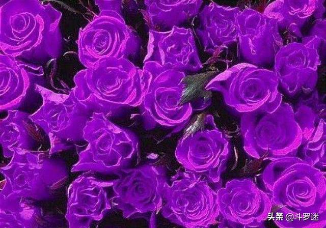 不同的颜色的玫瑰有不同的含义(玫瑰花花语象征与寓意是什么) - 趣测