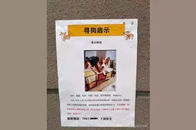 “寻狗启示”悬赏北京1套房，为啥最后只给2万元？女子：无可奉告图片