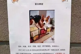 “寻狗启示”悬赏北京1套房，为啥最后只给2万元？女子：无可奉告图片
