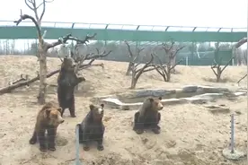 网传周口野生动物园棕熊为工作人员假扮，园方否认图片