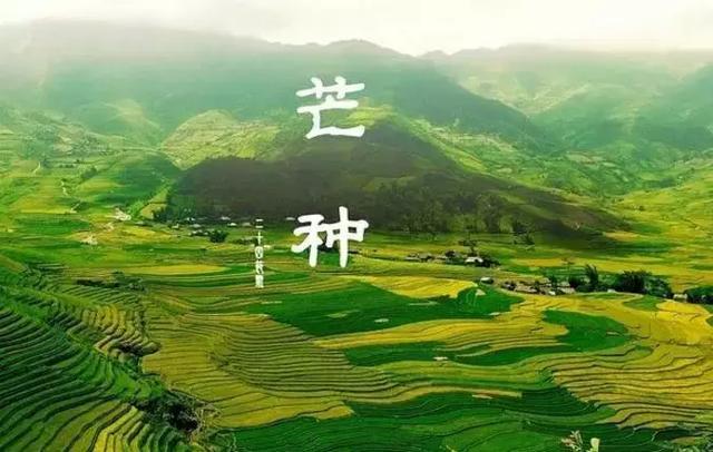 夜来南风起，小麦覆陇黄——传统24节气之芒种