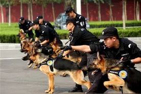 这些狗狗不能当警犬，再聪明也没用图片