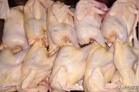 买鸡肉时，如何分辨宰杀前是“病死鸡”？教你几招，别被骗了图片