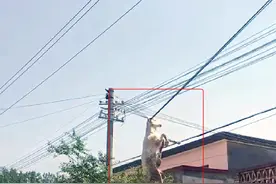 笑喷！保定一只大羊犄角挂住电缆，被吊半空荡秋千图片