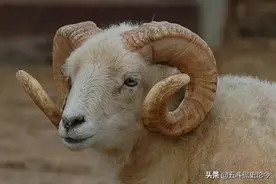 英国圈地运动中的“羊吃人”残忍吗？明朝其实也有，山东百姓更苦图片