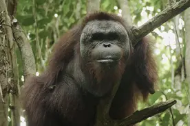 身残志坚！印尼一只大猩猩失去双臂后，学会用脚爬树，能独立生活图片