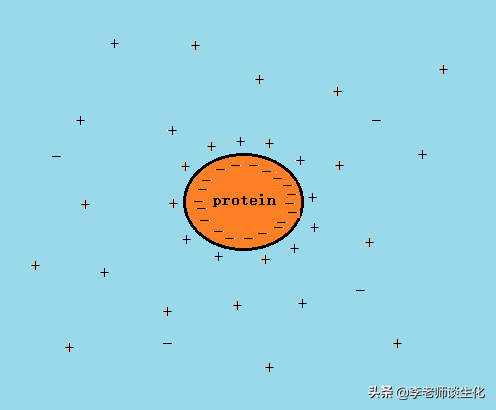 蛋白质的等电点、水化层和双电层