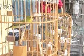 鸟友家的绣眼鸟大叫，这算养的好的吗？欢迎点评视频封面