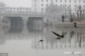 燕子冬天往南飞，到底飞到了哪？为什么感觉现在燕子变少了？图片