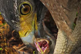 盘点蛇类的天敌，毒蛇毫无反抗能力，看到都要绕着走的存在图片