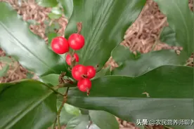 农村“野山姜”煮水，用途不小，年轻女士要留意一下图片