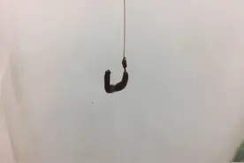 蚯蚓挂法还能影响中鱼率？别不信，蚯蚓挂的好确实中鱼率高图片