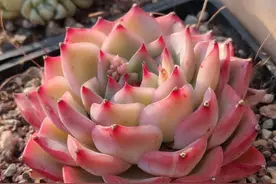 多肉不好养，买回家就养死了，要么就徒长，教你正确养护技巧图片