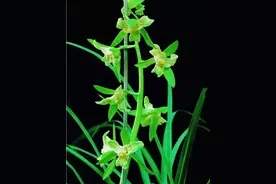 四川发掘一颗蕙兰绿素三星，后来流落省外，现在成为传世极品图片