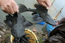 “乱成一锅粥”的珠江流域：生物入侵重灾区，鱼种相互竞争图片