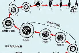 如果地球只剩下两个人类，那么他们该如何避免近亲繁殖？图片