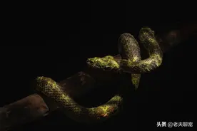 毒蛇界的顶级流量明星，上过央视，卖出天价——莽山烙铁头图片