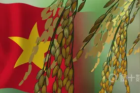 短短5个月，越南大米对华出口增加270%！如今却决定再度涨价图片