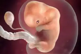 怀孕1-10个月，从女人到妈妈，都要经历这些身体变化图片