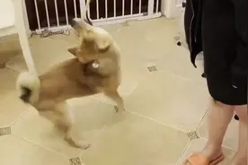 ​柴犬常咬丈夫被打，妻子几近崩溃！训犬师：“越打它越咬人”图片