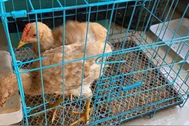 养的鸡很喜欢吃虾和肉图片