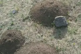 地羊是打洞高手，拱的地皮到处是包，二伯用铁锹抓地羊堪称一绝图片