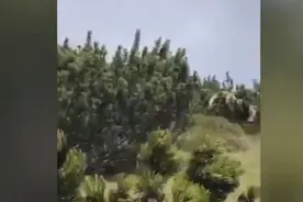 命悬一线！12岁男孩上山被棕熊尾随跟踪 男孩“神应对”图片