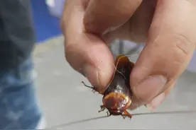 泰国男子拯救踩扁蟑螂 获兽医免费诊治图片