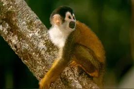 这几种猴子，看起来都很可爱图片