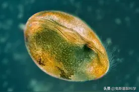 ​科学家发现一亿年前动物精子化石，可以提取合成史前动物吗？图片