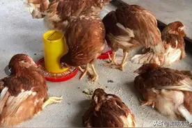 老兽医：20个典型鸡病图“一病一图”汇总，养鸡人收藏备用吧图片