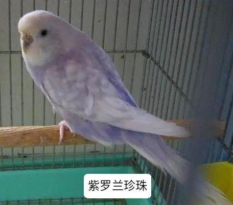 黄绿鱼鳞鹦鹉