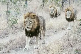 牛鹿雄狮联盟：金发和小圆眼雄狮疑被有偿狩猎，联盟的实力大滑坡图片