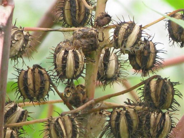 蓖麻含致命毒素,经常用于暗杀,为何曾在我国广泛种植?