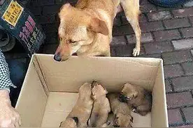 中华田园犬的悲哀，贱卖15一只没人买，狗妈妈不忍再看他们图片