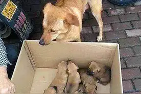 中华田园犬的悲哀，贱卖15一只没人买，狗妈妈不忍再看他们图片