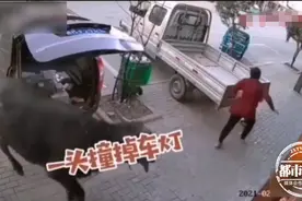 大妈上街穿了件红衣服，疯牛径直撞向她，民警连开数枪将其击毙图片