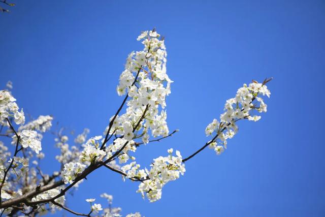 丰县梨花节 丰县梨花节是什么时间2022年(图23) 丰县梨花节 丰县梨花节是什么时间2022年(图23)