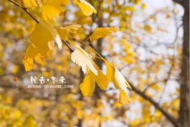 秋渐去，冬将来图片