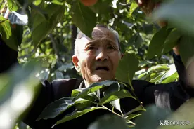 晋南农村，78岁老人柿子园里忙着摘柿子，手脚利索不输年轻人图片