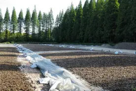 鸡粪肥伤土地怎么办？老农透露鸡粪肥使用诀窍，土地越用越肥图片