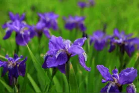 王室的宠儿，梵高的缪斯：翩翩的鸢尾花究竟拥有什么魅力？图片