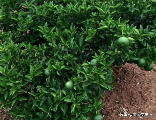 这种橙子果肉极酸，富含氨基酸食用价值高，把它认作青柠可亏了