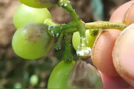 葡萄套袋后，如何出好果，几个方面需注意图片