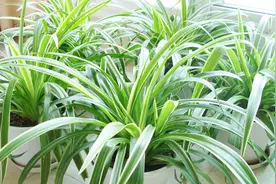 家里的这3个地方，切记不能摆放吊兰，回家赶快拿掉视频封面