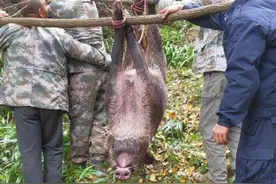 2万头野猪肆虐四川某县，战力爆表难以捕杀，价值6万元的猎狗阵亡图片