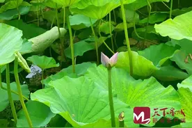 极其罕见！济南大明湖发现“并蒂莲”，生成率仅十万分之一图片