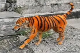 流浪狗被人用油漆画成“老虎”，被收养又如何？恶趣味不能当玩笑图片